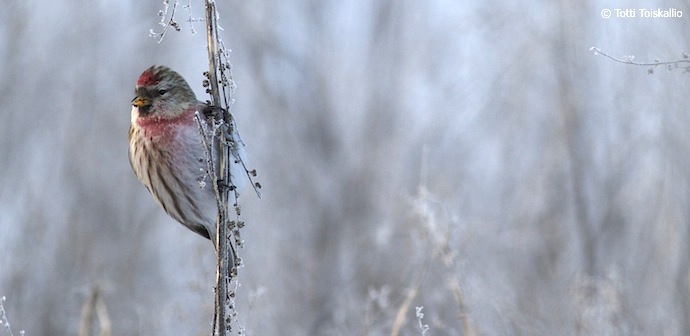urpiainen Carduelis flammea